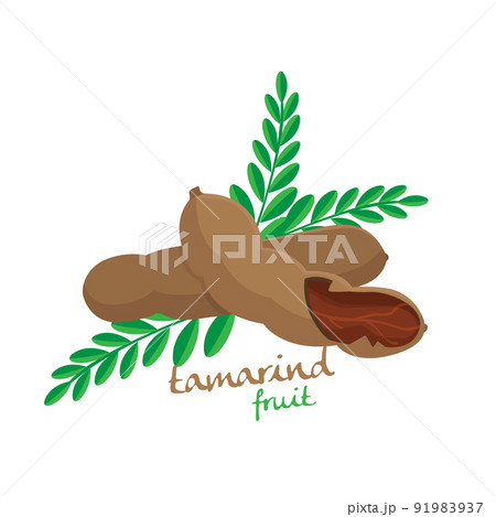 Tamarind vector Tamarind vector 91983937