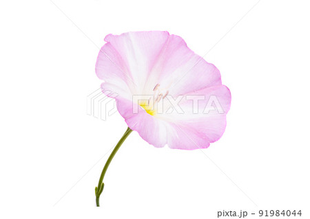 field bindweed isolated field bindweed isolated 91984044