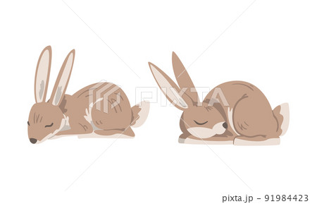 Hare or Jackrabbit as Animal with Long Ears and Grayish Brown Coat in Sleeping Pose Vector Set 91984423