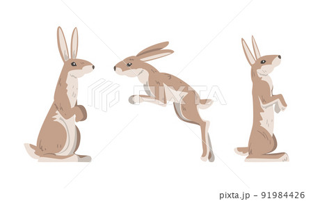 Hare or Jackrabbit as Animal with Long Ears and Grayish Brown Coat in Sitting and Jumping Pose Vector Set 91984426