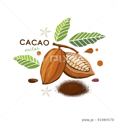 realistic cacao beans with green leaves vector illustration 91984570