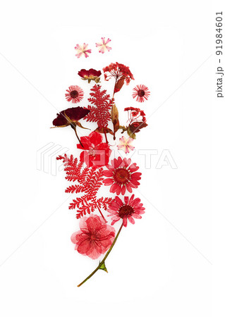 Pressed dried flower pattern isolated on white background Pressed dried flower pattern isolated on white background 91984601