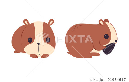 Cute Hamster Character with Stout Body Sitting and Eating Sunflower Seed Vector Set 91984617