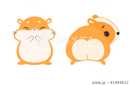 Cute Hamster Character with Stout Body Standing Front and Back Side Vector Set 91984622