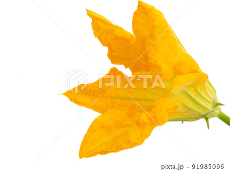 zucchini flower isolated zucchini flower isolated 91985096
