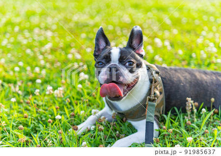 ボストン・テリア 91985637