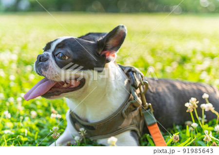 ボストン・テリア ボストン・テリア 91985643