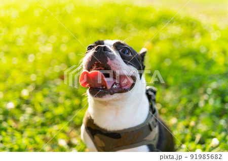 ボストン・テリア 91985682