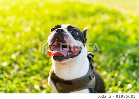 ボストン・テリア 91985683