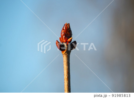 Green buds on tree branches in spring forest. Green buds on tree branches in spring forest. 91985813