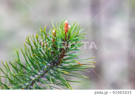 Spruce branches closeup in sunlight 91985835