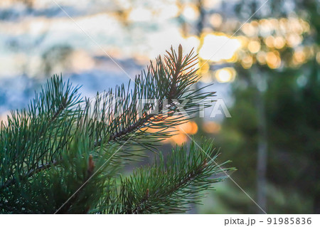 Spruce branches closeup in sunlight Spruce branches closeup in sunlight 91985836