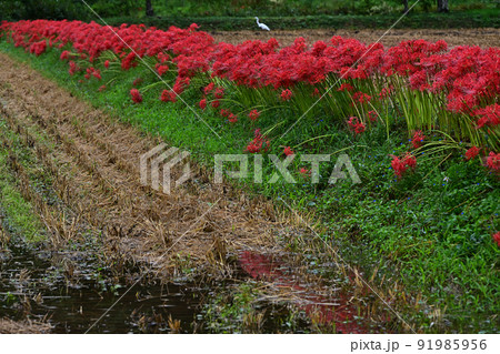 丹波篠山の風景 91985956