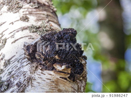 Black birch mushroom chaga close-up on the trunk of living tree. 91986247
