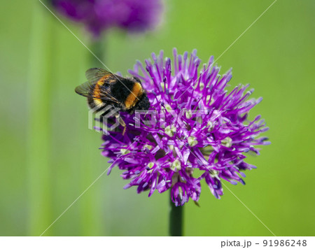 Wild bumblebee of black and orange color collects nectar and pollen from decorative onions. Wild bumblebee of black and orange color collects nectar and pollen from decorative onions. 91986248