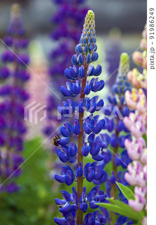 An inflorescence of bright blue lupine with sitting bee on summer day. An inflorescence of bright blue lupine with sitting bee on summer day. 91986249