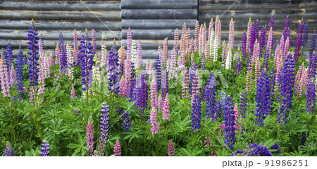 Beautiful flowering of lupines different color variations of natural and breeding varieties. 91986251