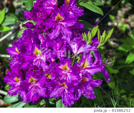 Beautiful rhododendron bloom and bee over the flowers in the garden design. 91986252
