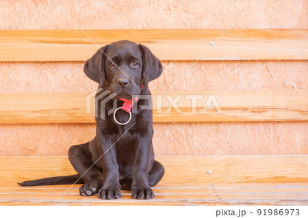 Portrait of a dog. A small black labrador retriever puppy is sitting on a bench. 91986973
