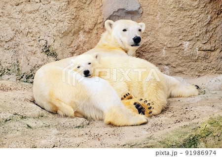 旭山動物園で誕生したホッキョクグマの赤ちゃん「ゆめ」＆お母さん「ピリカ」の写真素材 [91986974] - PIXTA