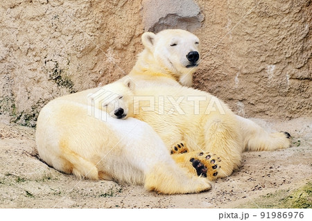 旭山動物園で誕生したホッキョクグマの赤ちゃん「ゆめ」＆お母さん「ピリカ」 91986976