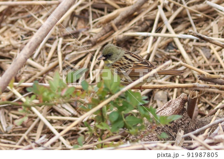 アオジ 冬の姿 藪の下を移動中 黄緑色の野鳥 アオジ 冬の姿 藪の下を移動中 黄緑色の野鳥 91987805