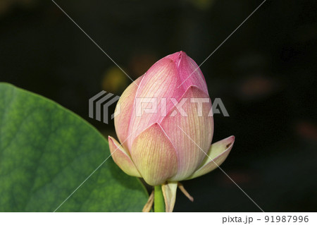 ハスの蕾 91987996