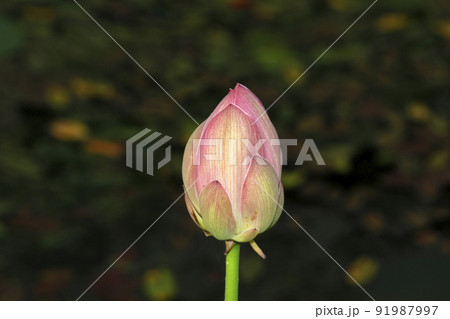 ハスの蕾 91987997