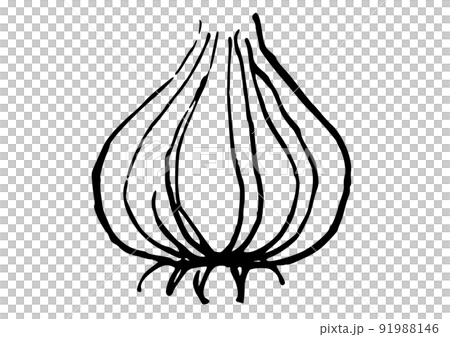 玉ねぎ　シンプルイラスト  線画 91988146