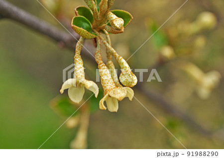 黄色いナツグミの花（春、四月） 91988290
