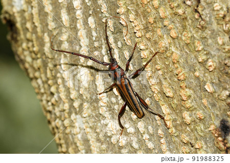 アオスジカミキリ 91988325