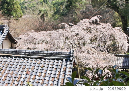 十輪寺の満開のなりひら桜 91989009
