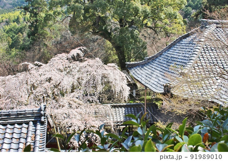 十輪寺の満開のなりひら桜 十輪寺の満開のなりひら桜 91989010