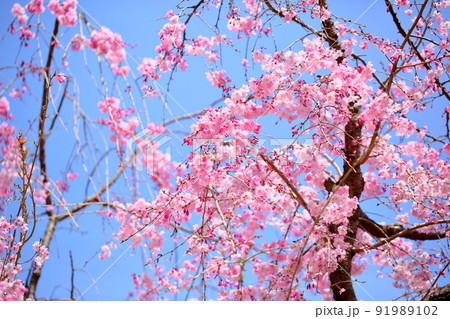 シダレザクラの花 シダレザクラの花 91989102