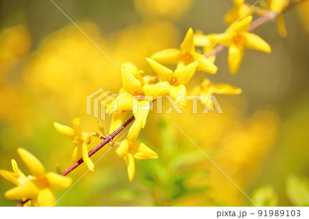 レンギョウの花 レンギョウの花 91989103