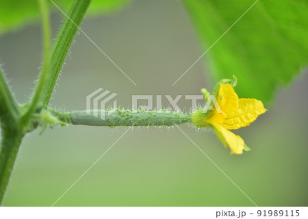 北杜市白州町、野菜の花。キュウリ 北杜市白州町、野菜の花。キュウリ 91989115