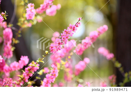 ニワウメの花 ニワウメの花 91989471