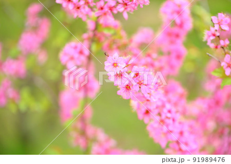 ニワウメの花 91989476