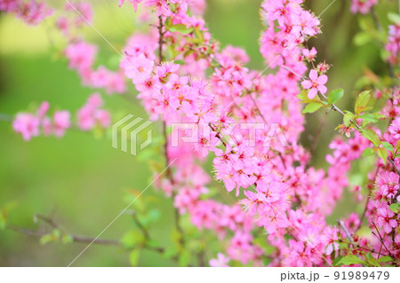 ニワウメの花 91989479