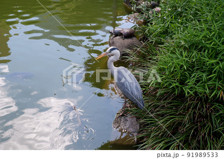 東京の池と鳥 東京の池と鳥 91989533