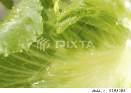 獲れたてのレタスを水で洗う　 91989684