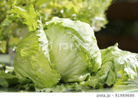 獲れたてのレタスを水で洗う 獲れたてのレタスを水で洗う 91989686