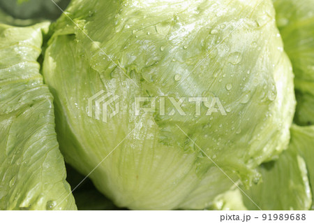獲れたてのレタスを水で洗う 獲れたてのレタスを水で洗う 91989688