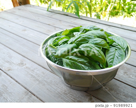 採りたてのフレッシュバジル 採りたてのフレッシュバジル 91989921