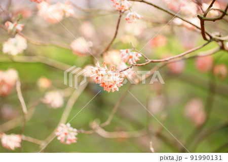 ミツマタの花 ミツマタの花 91990131