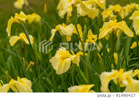 あやめ祭り 91990427