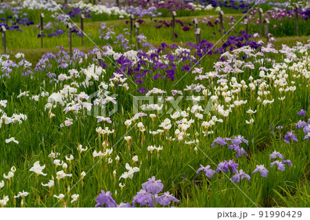 あやめ祭り 91990429