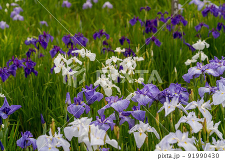 あやめ祭り 91990430