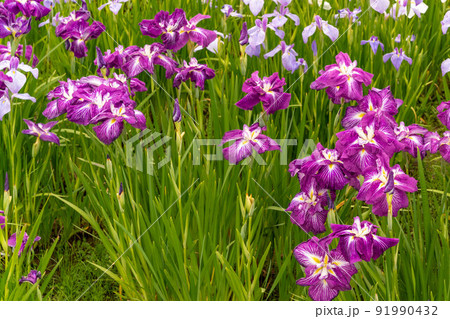 あやめ祭り 91990432