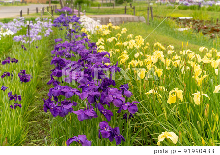 あやめ祭り 91990433